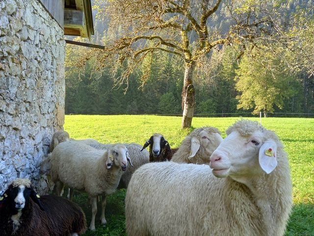 Ferienbauernhof Schwaigergut